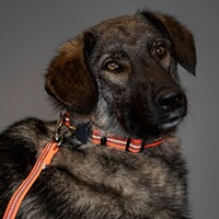 Rubberized dog leash without hand strap, Sprenger