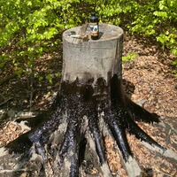 Attractant pine tar, Wildlutscher