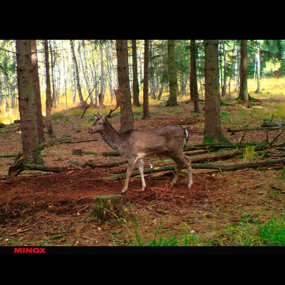 Wildkamera DTC 395, Minox