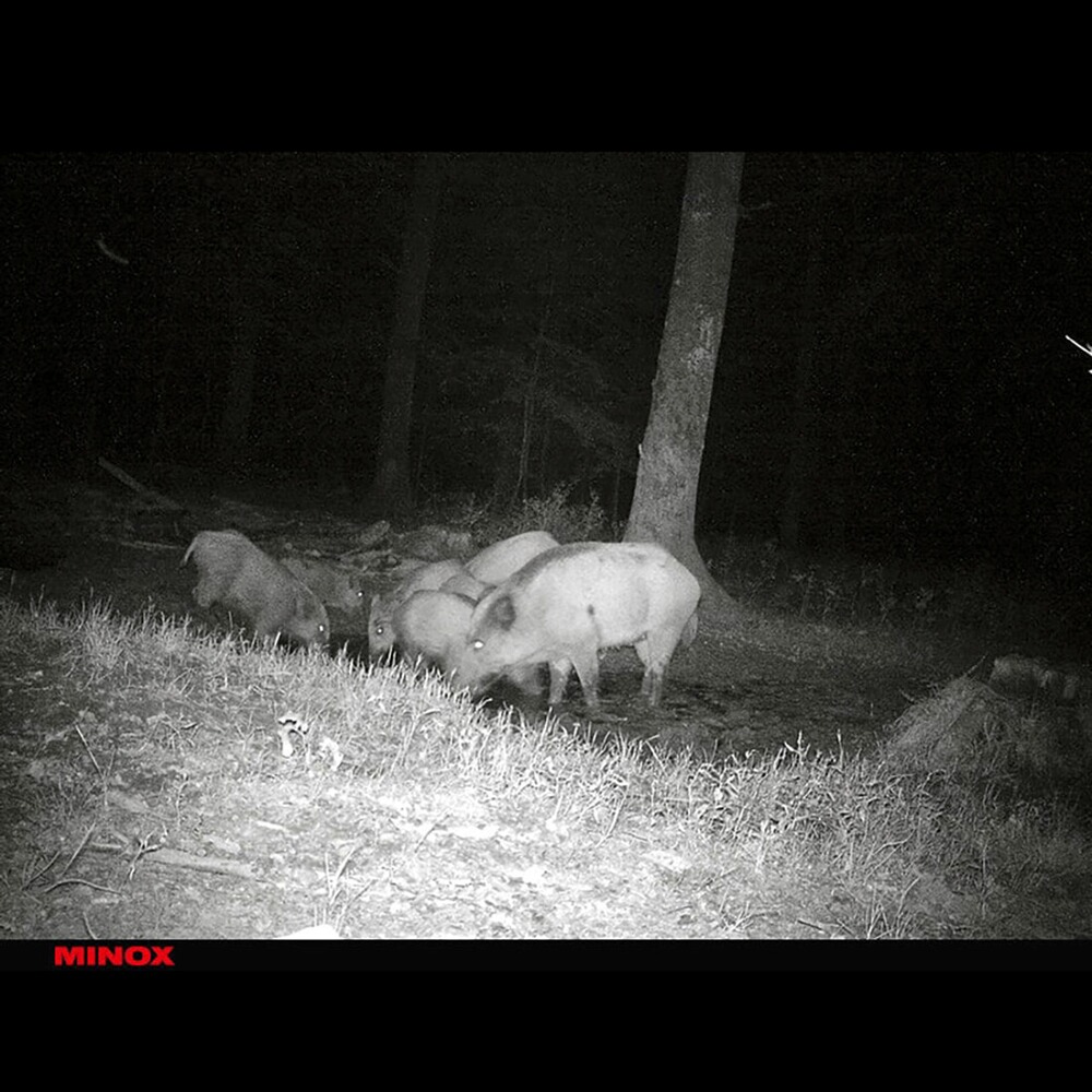 Wildkamera DTC 460, Minox