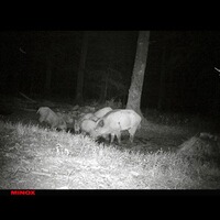 Wildkamera DTC 460, Minox