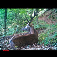 Wildkamera DTC 460, Minox