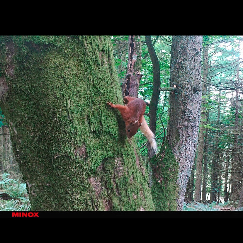 Wildkamera DTC 460, Minox