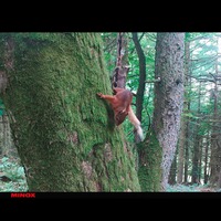 Wildkamera DTC 460, Minox