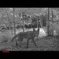 Wildkamera DTC 1200, Minox