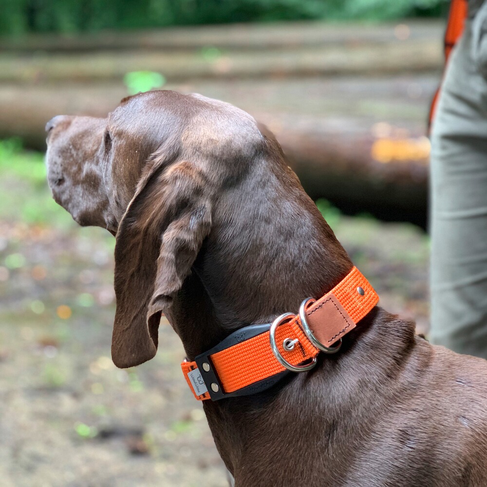 Hundehalsband Professional, WowWow