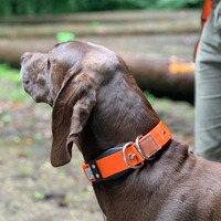 Hundehalsband Professional, WowWow