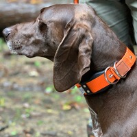 Hundehalsband Professional, WowWow