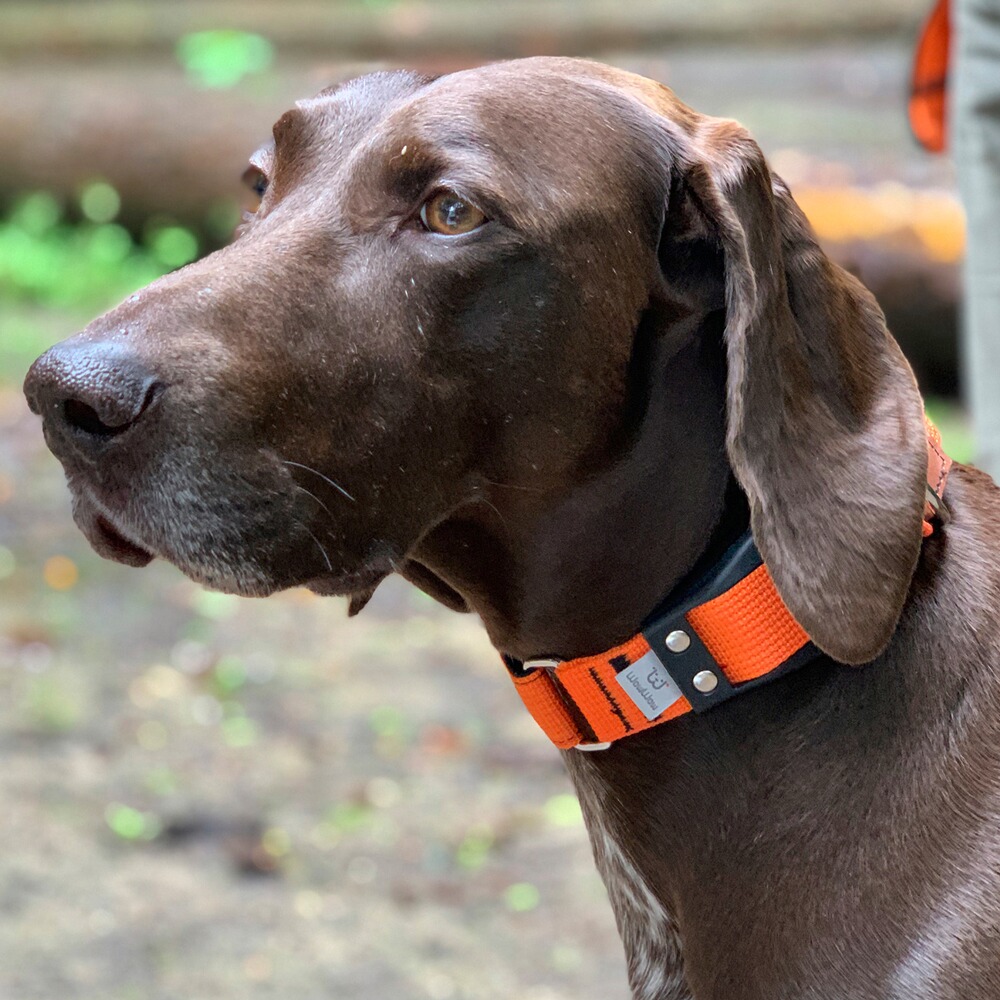 Hundehalsband Professional, WowWow