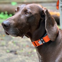 Hundehalsband Professional, WowWow