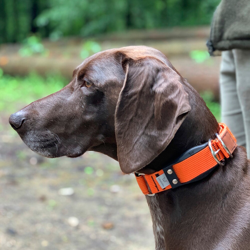 Hundehalsband Professional, WowWow