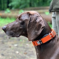 Hundehalsband Professional, WowWow