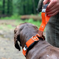 Hundehalsband Professional, WowWow