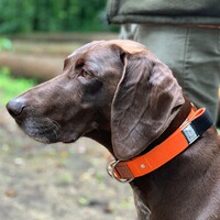 Hundehalsband Professional, WowWow