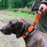 Hundehalsband Professional, WowWow