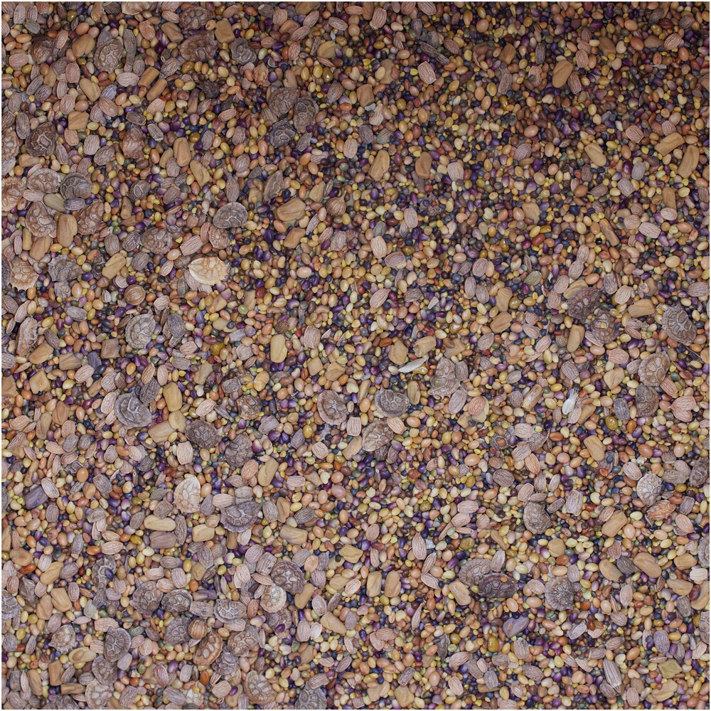 Saatenmischung WaidGreen® Leguminosenmischung, BSV Saaten