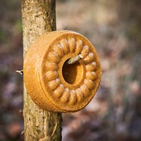 Anise lick, Wildlutscher