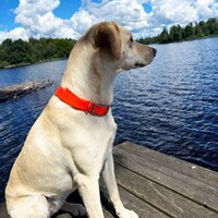 Collar for GPS Tracker Atto Pro, MiniFinder
