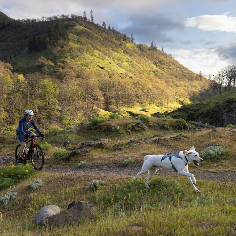 Webmaster sur le harnais pour chien, Ruffwear