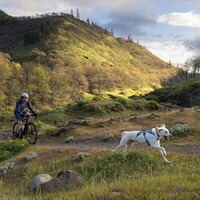 Webmaster sur le harnais pour chien, Ruffwear