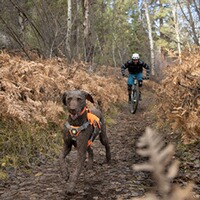 Dog Harness Web Master, Ruffwear