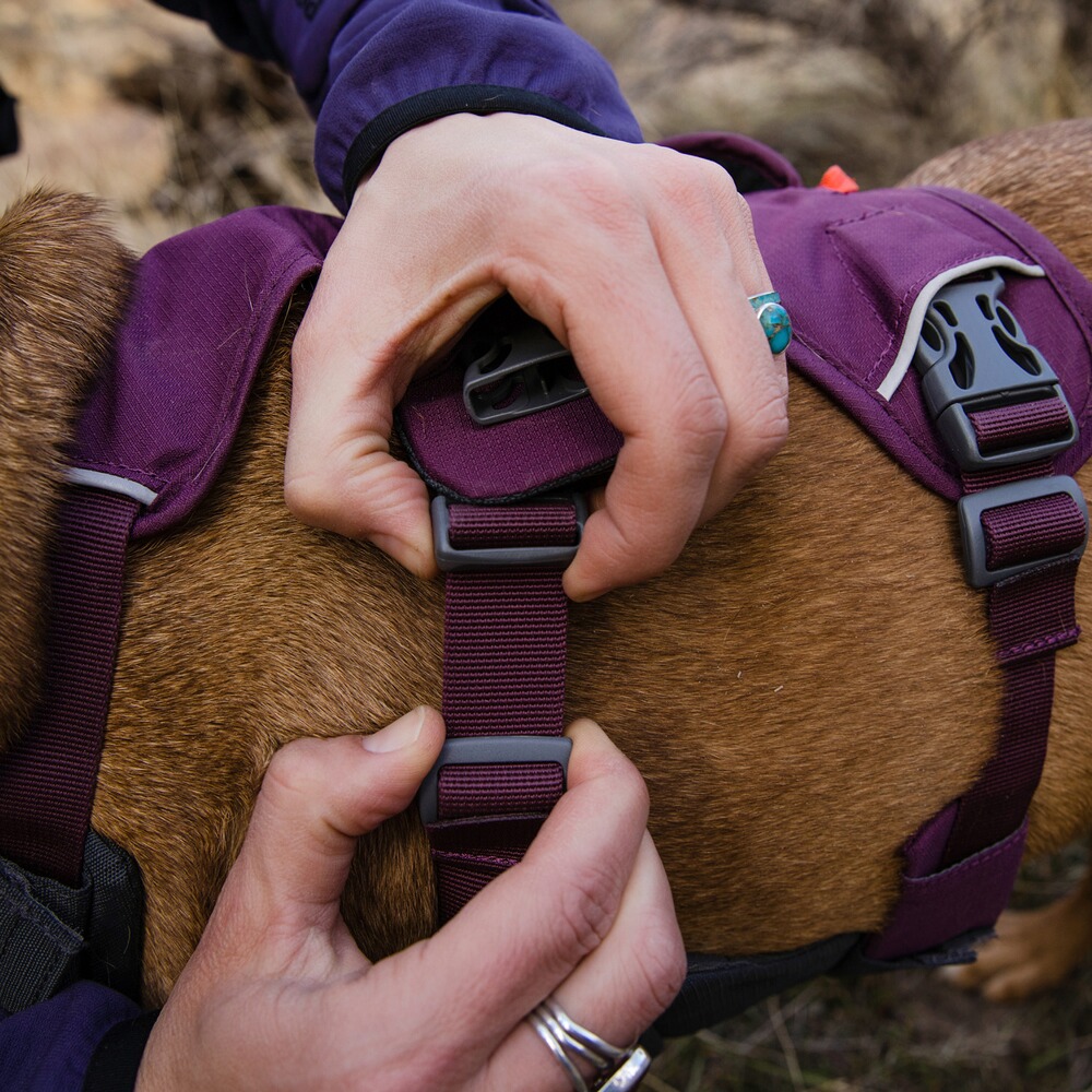 Webmaster sur le harnais pour chien, Ruffwear