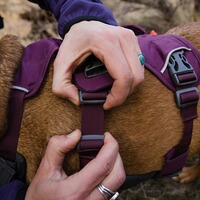 Webmaster sur le harnais pour chien, Ruffwear