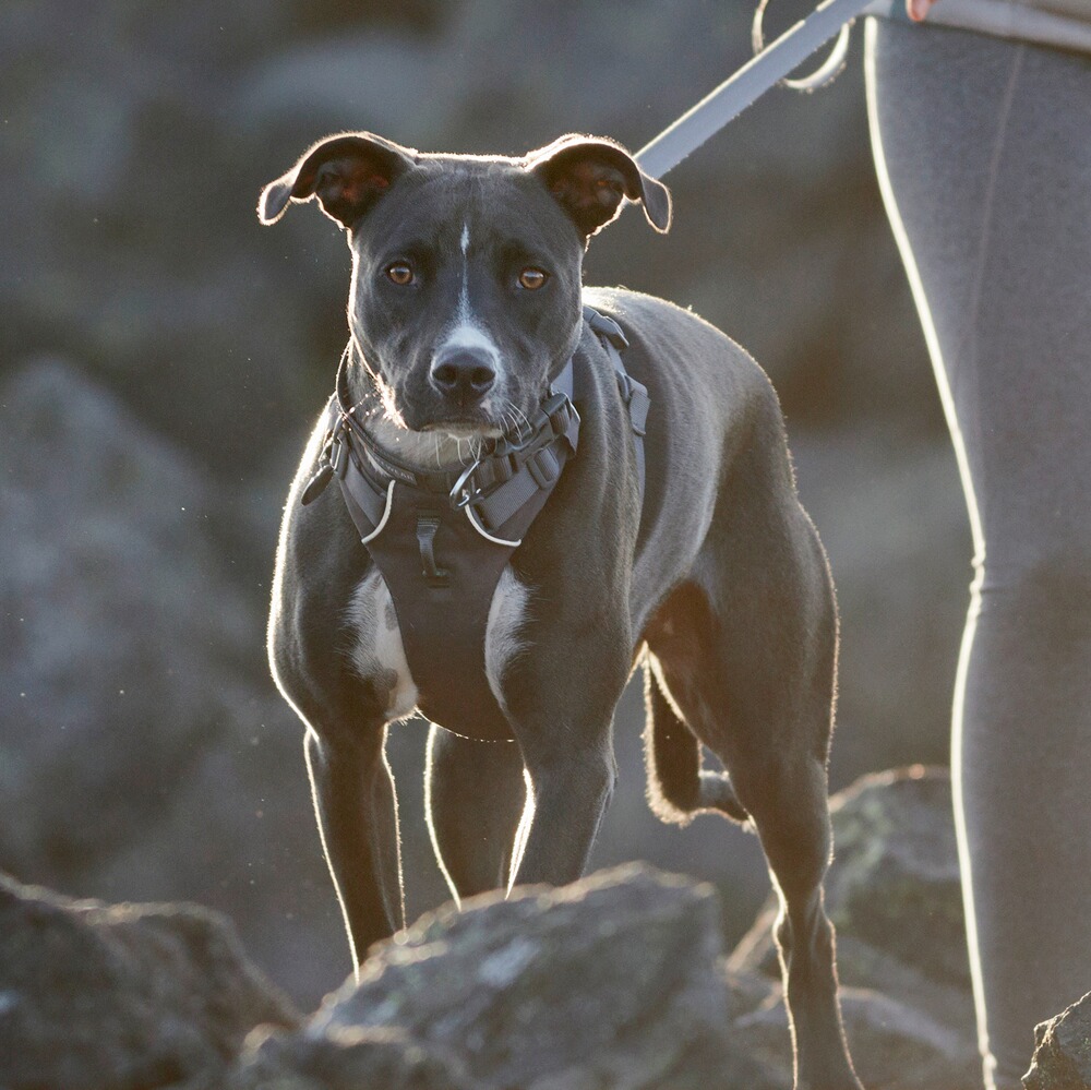 Hundegeschirr Front Range®, Ruffwear