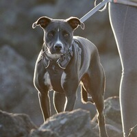 Hundegeschirr Front Range®, Ruffwear