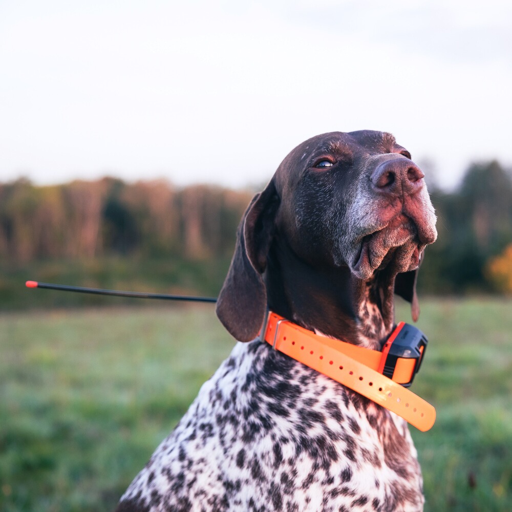 Hundeortungsgerät Halsband Alpha T 20 K, GARMIN