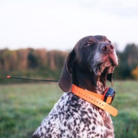 Hundeortungsgerät Halsband Alpha T 20 K, GARMIN