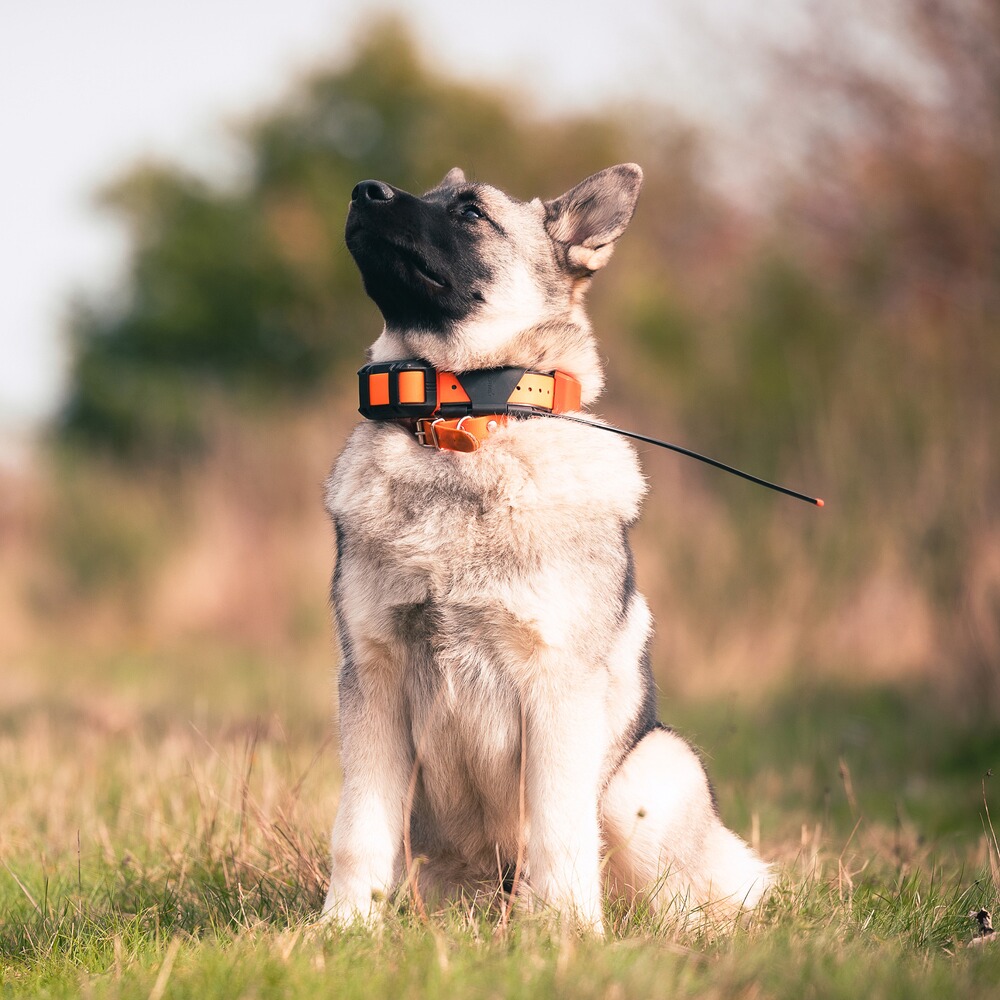 Hundeortungsgerät Halsband Alpha T 20 K, GARMIN