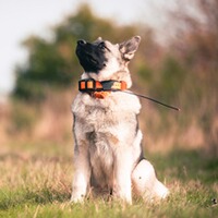 Hundeortungsgerät Halsband Alpha T 20 K, GARMIN