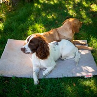 Hundedecke FlexDog Mat, Siccaro
