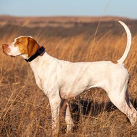 Hundeortungsgerät Alpha LTE, GARMIN