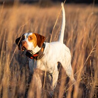 Hundeortungsgerät Alpha LTE, GARMIN