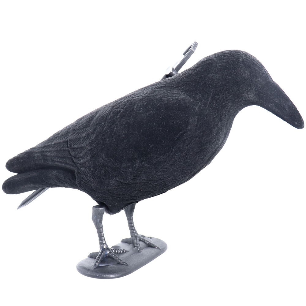 Lockvogel Krähe, Parforce