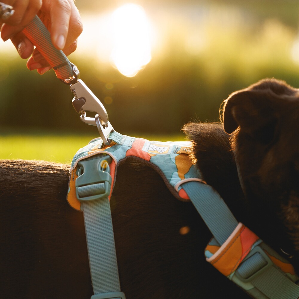 Front Range® dog harness new model, Ruffwear