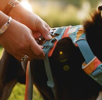 Front Range® dog harness new model, Ruffwear