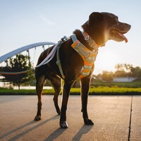 Front Range® dog harness new model, Ruffwear