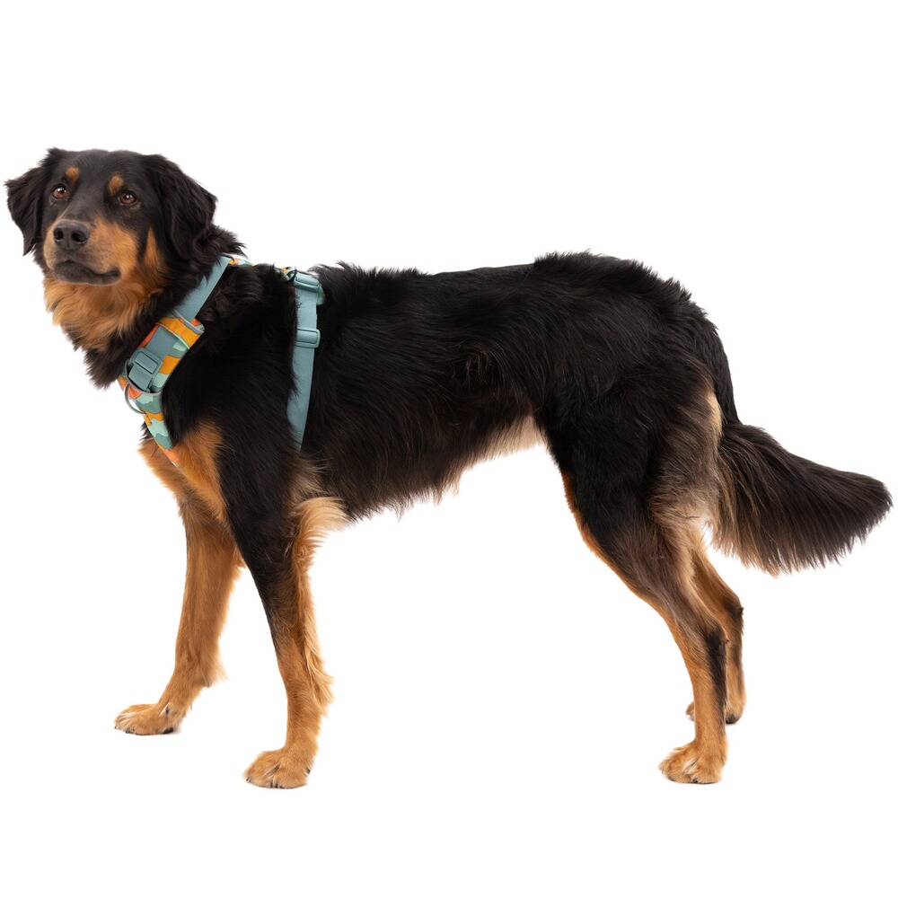 Front Range® dog harness new model, Ruffwear