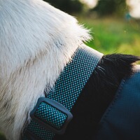 Collar Hi & Light, Ruffwear
