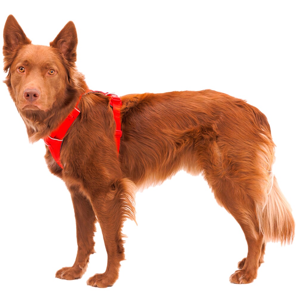 Harnais pour chien Front Range® nouveau modèle, Ruffwear