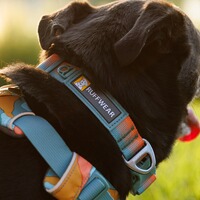 Collier Front Range® nouveau modèle, Ruffwear