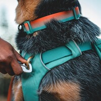 Collier Front Range® nouveau modèle, Ruffwear