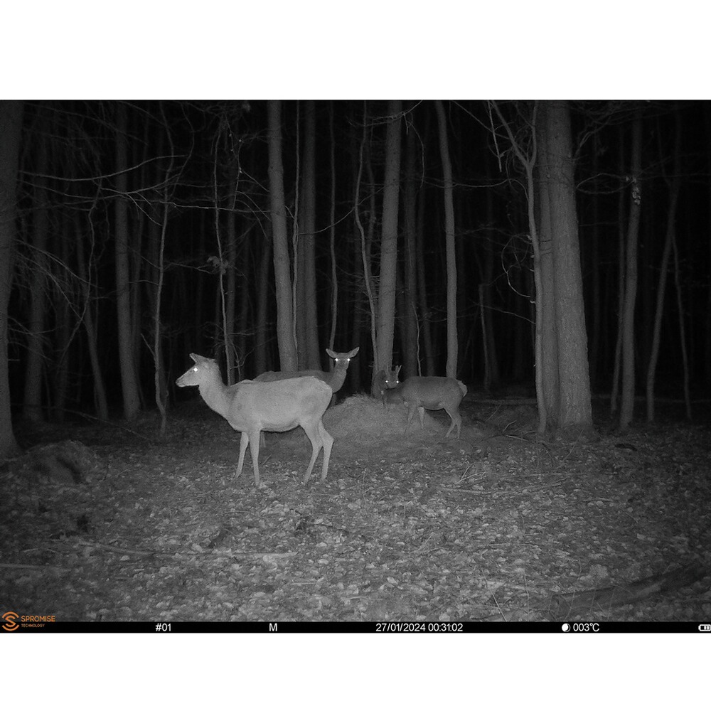 Wildkamera Pro-Cam LTE - SUPERSIM-Edition, Seissiger