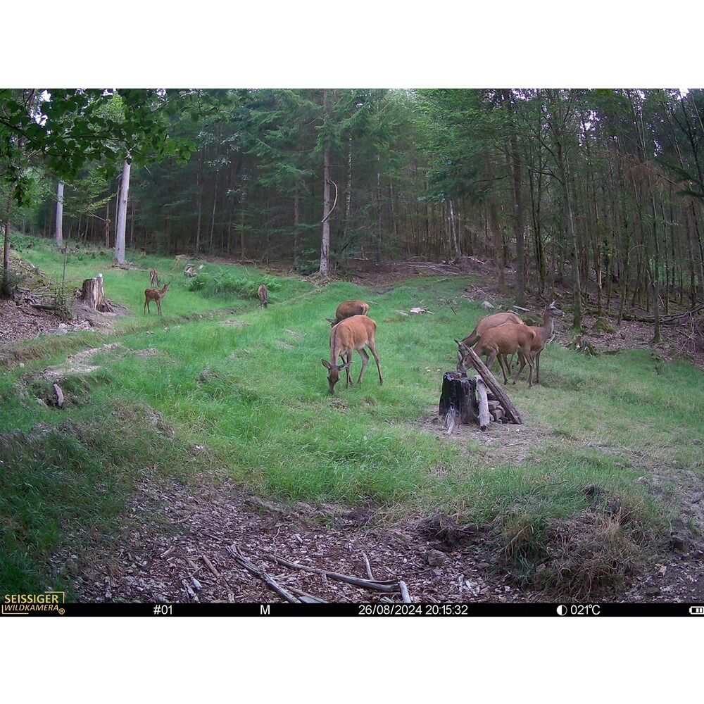 Wildkamera Mini-Cam, SEISSIGER