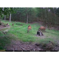 Wildkamera Mini-Cam, SEISSIGER