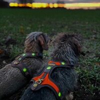 Hundeführgeschirr Follow Light Lichtblick, Niggeloh