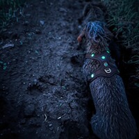Hundeführgeschirr Follow Light Lichtblick, Niggeloh